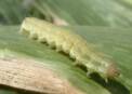 Oruga del taladro